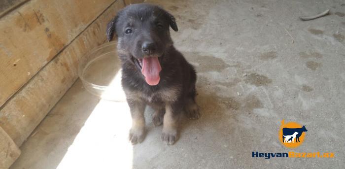 Yeni dogulmus Alman Ofcarkasi balalari