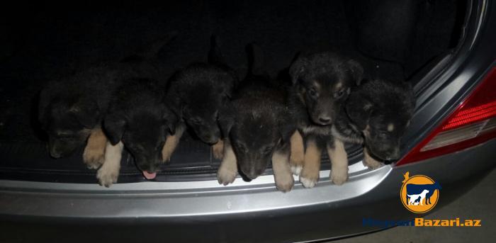 Yeni dogulmus Alman Ofcarkasi balalari