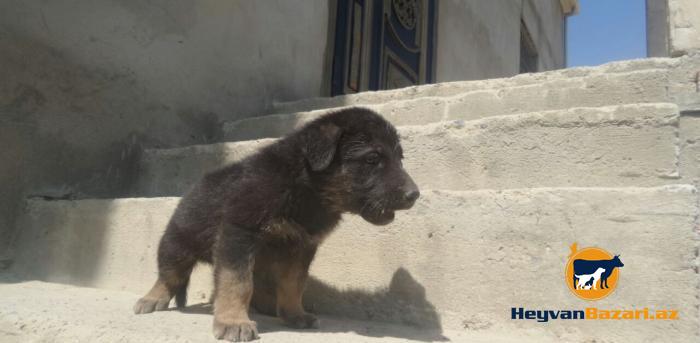 Yeni dogulmus Alman Ofcarkasi balalari