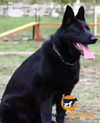 Yeni dogulmus Alman Ofcarkasi balalari