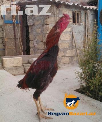 şekbadam xoruz 1 yaş 1 aylığdı iri heyvandır