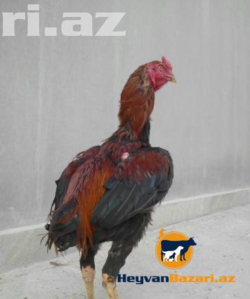 şekbadam xoruz 1 yaş 1 aylığdı iri heyvandır