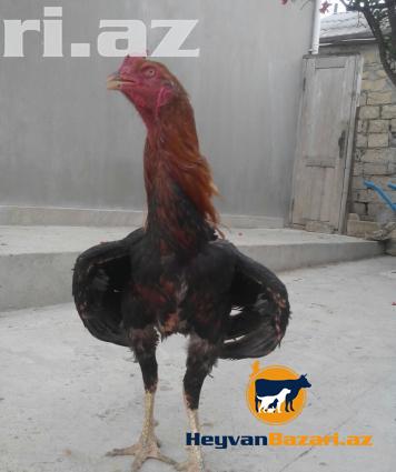 şekbadam xoruz 1 yaş 1 aylığdı iri heyvandır