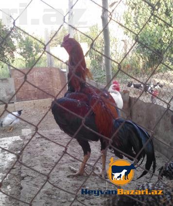 şekbadam xoruz 1 yaş 1 aylığdı iri heyvandır