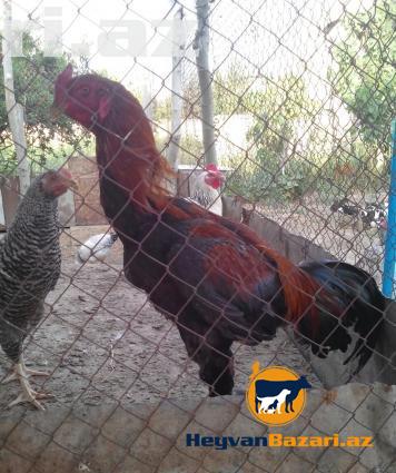 şekbadam xoruz 1 yaş 1 aylığdı iri heyvandır