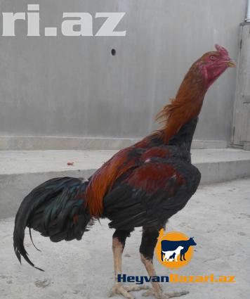 şekbadam xoruz 1 yaş 1 aylığdı iri heyvandır