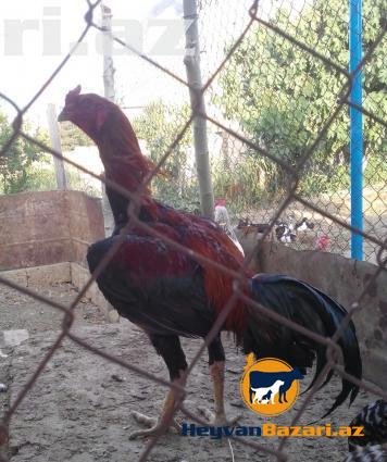 şekbadam xoruz 1 yaş 1 aylığdı iri heyvandır