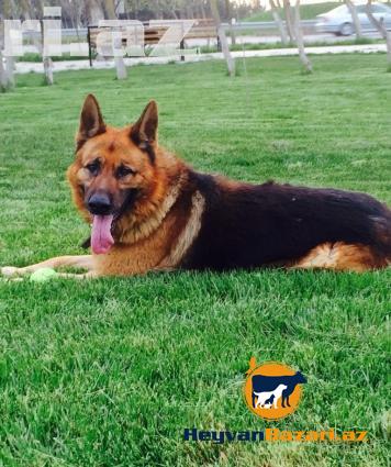 Super Retki Avcarka Sortu