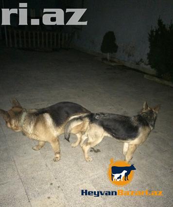 Super Retki Avcarka Sortu