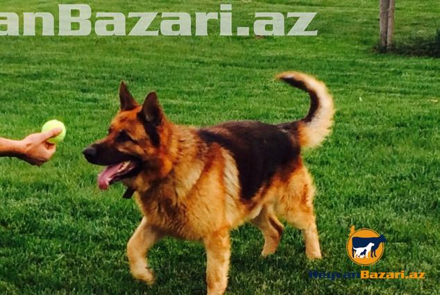 Super Retki Avcarka Sortu