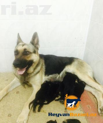 Super Retki Avcarka Sortu