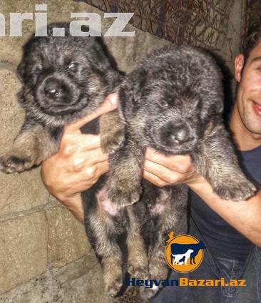 Alman ovçharkası Balaları
