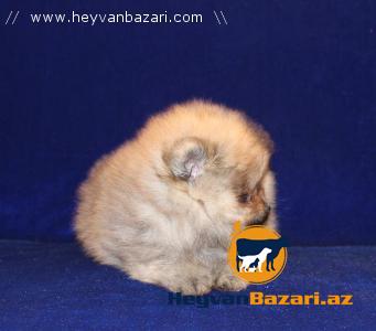 Померанский Мишка