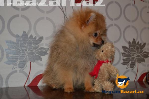 Померанский шпиц