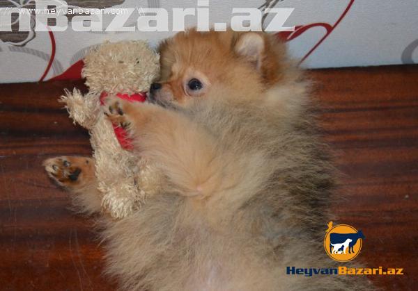 Померанский шпиц