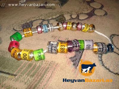 Göyərçin üzüyü