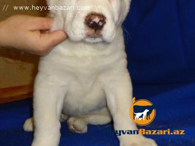 Авчарка,йорк