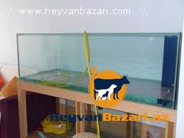 Akvarium satıram