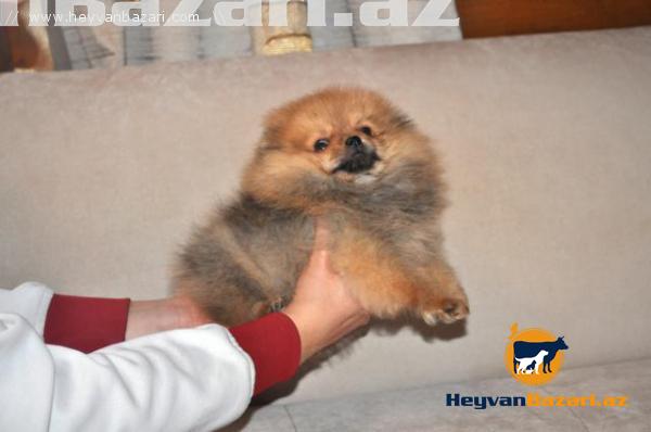 Померанский шпиц