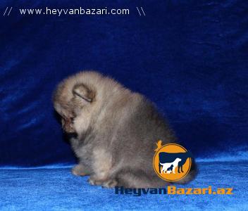 Померанский Мишка