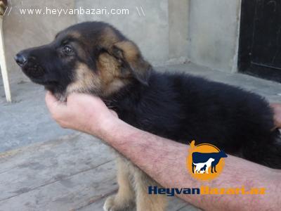 Авчарка,йорк