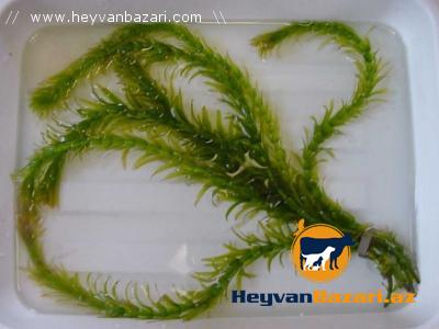 Akvfrium balıqları