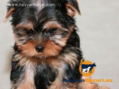 Авчарка,йорк