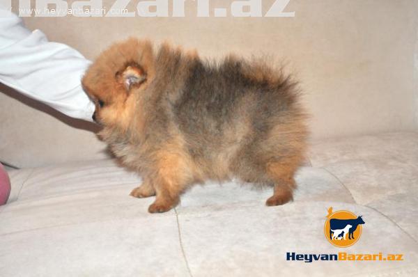 Померанский шпиц