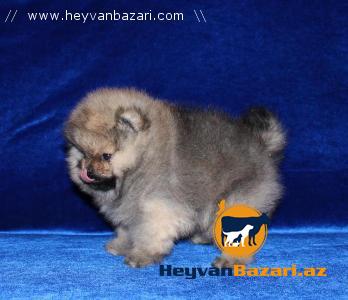 Померанский Мишка