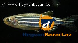 Akvfrium balıqları