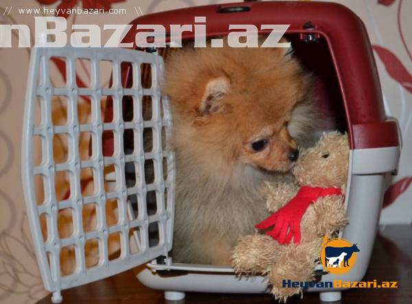 Померанский шпиц