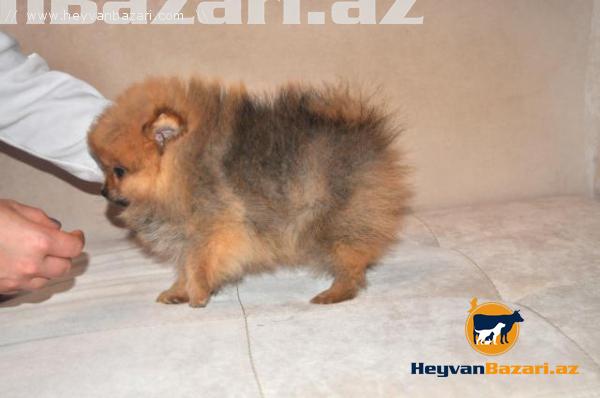 Померанский шпиц