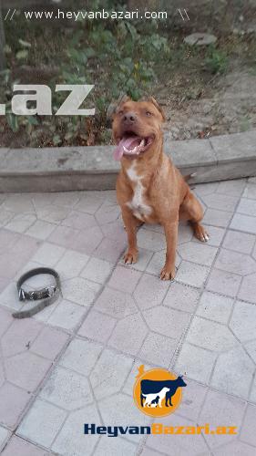 Pitbull red nose