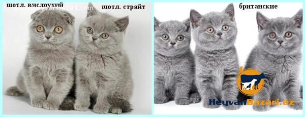 вислоухиепрямоухие