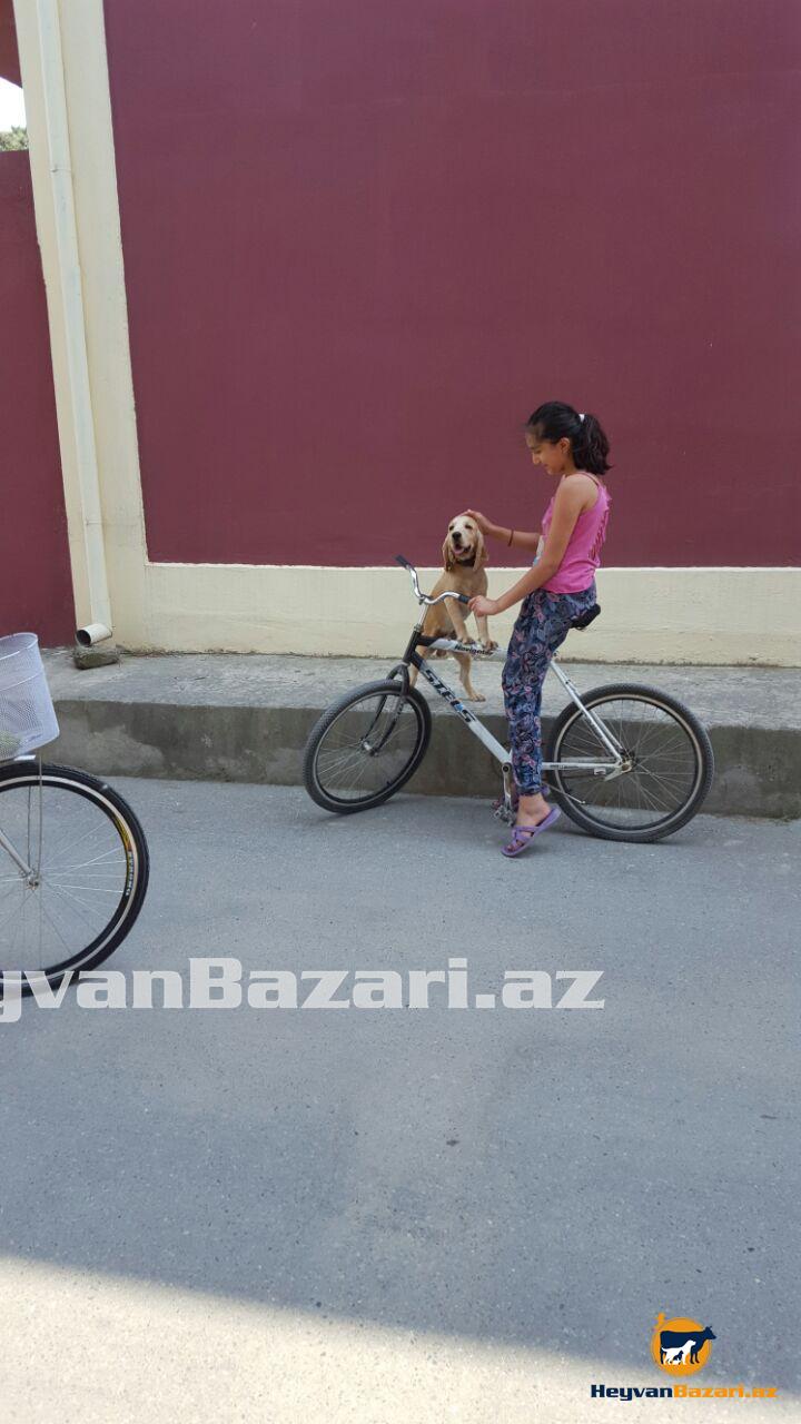 Koker Spaniel itib erkek 1.3 yash