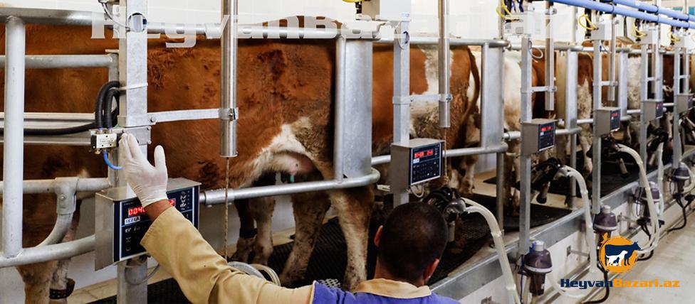 Muasir Fermaların qurulması