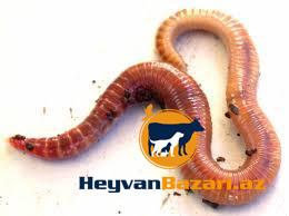 Дождевые черви для рыбалки