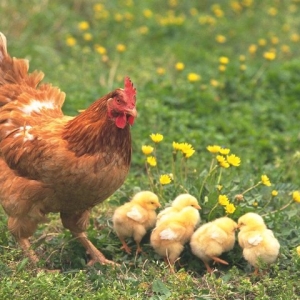 Выращивание цыплят и производство куриных яиц как бизнес